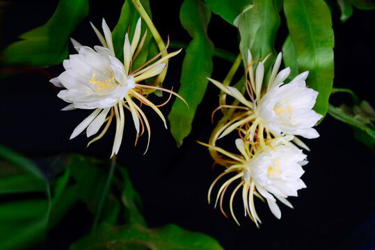 曇花一現(xiàn)