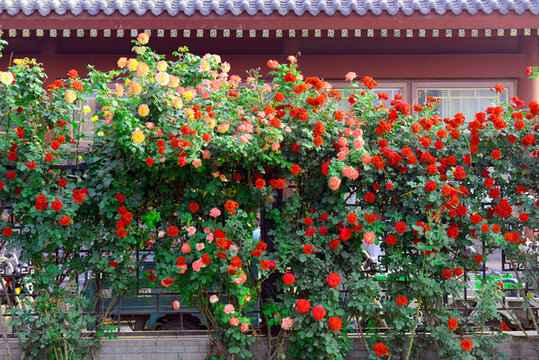 月季花墻