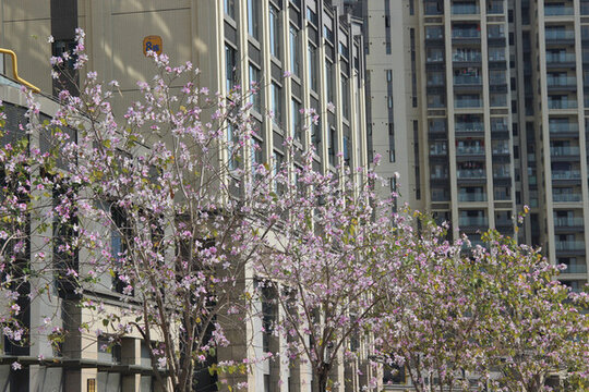廣東東莞宮粉紫荊