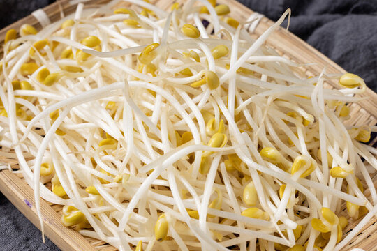 豆芽
