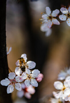 櫻花