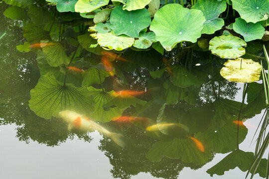中國(guó)成都公園的荷花魚塘