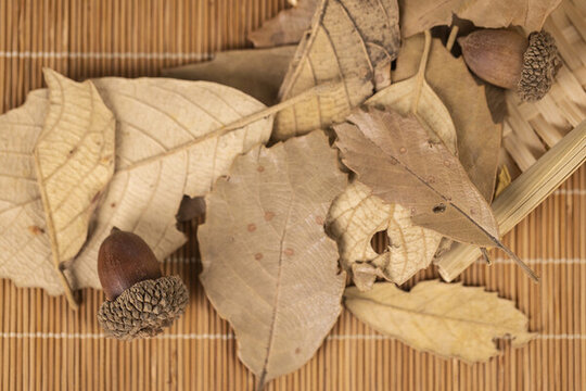 草席上的落葉樹(shù)葉