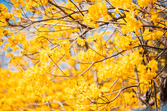 黃花風(fēng)鈴木