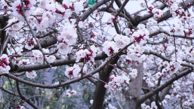 杏花