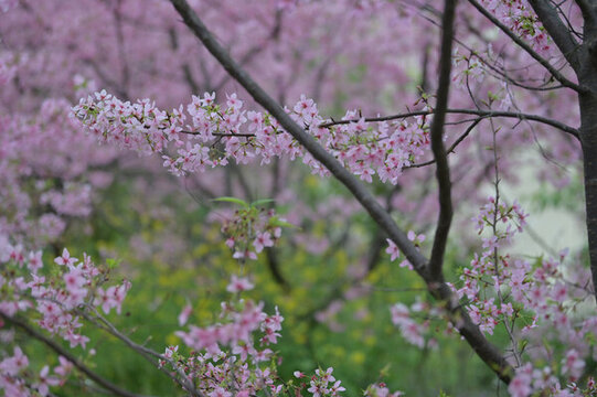 櫻花