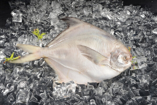 大鯧魚