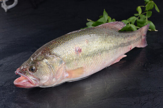 清蒸鱸魚(yú)