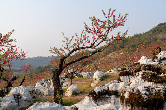 桃花園