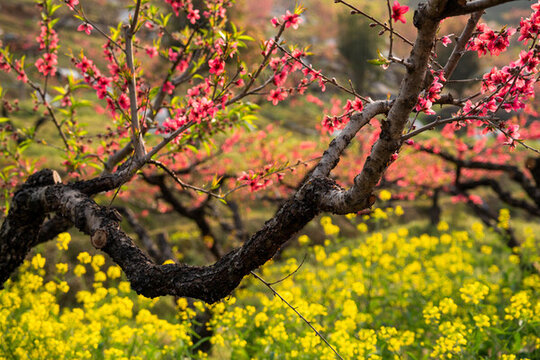 桃花園