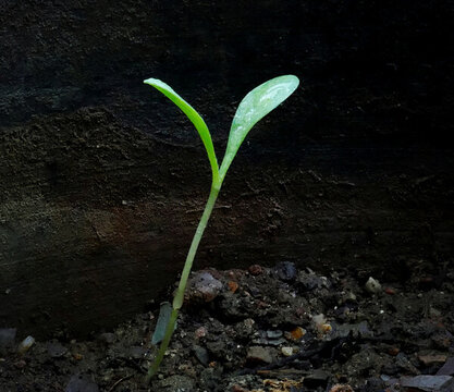 綠芽新芽