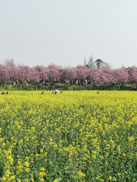 油菜花