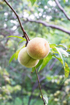 秋季果實(shí)