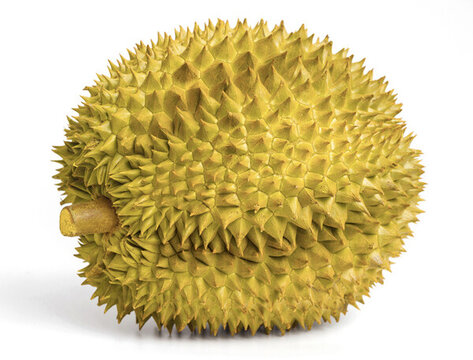 金枕榴蓮