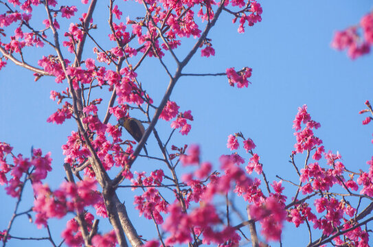 鐘花櫻桃花兒