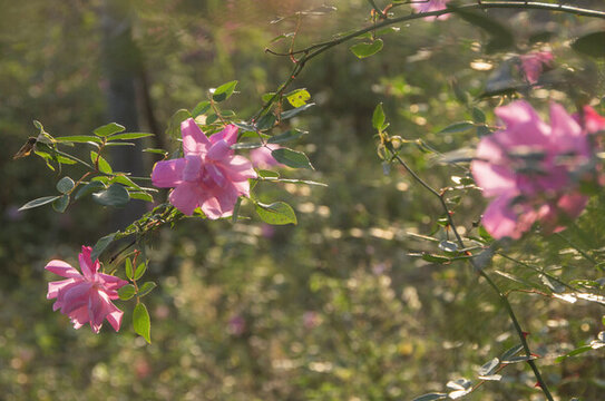 中國月季花