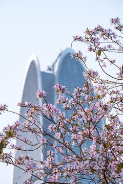 宮粉紫荊