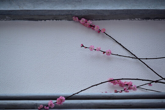 櫻花古建筑