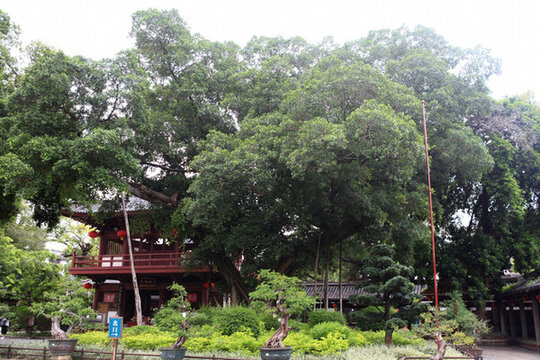 廣州光孝寺