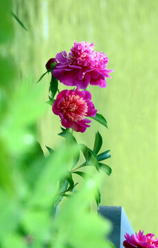 芍藥
