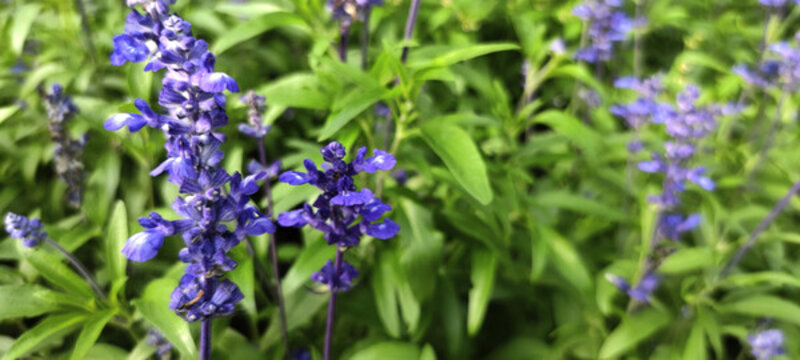 薰衣草公園美景