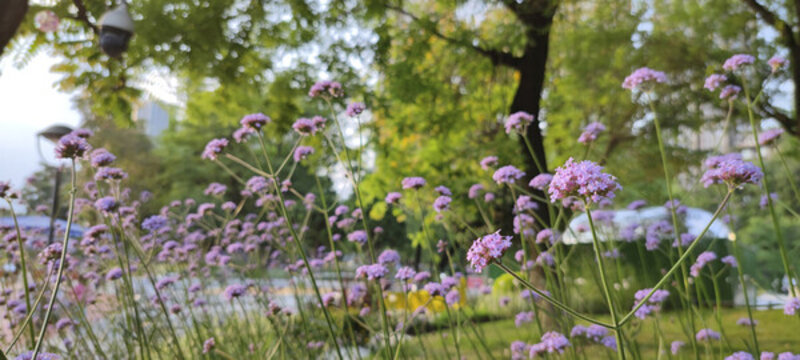 公園鮮花美景