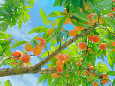 夏天的桃樹