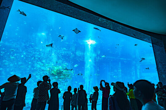 水族館的游客們