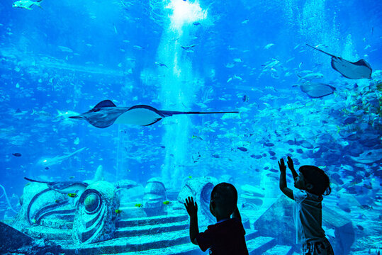 水族館看魚(yú)的小孩