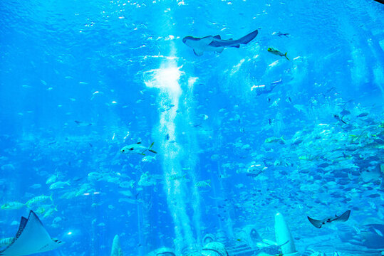 水族館