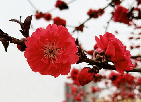 桃花紅色雙層桃之夭夭