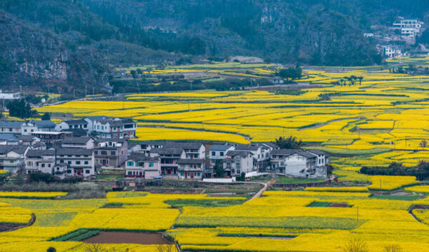 貴州興義萬峰林油菜花開
