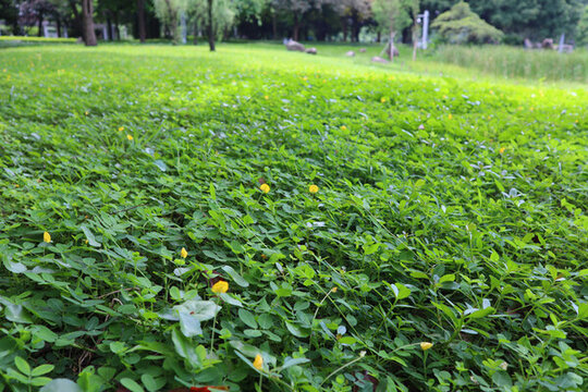 草地