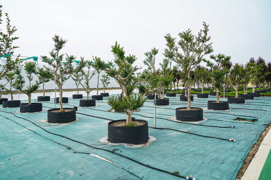 現(xiàn)代化容器苗培育基地