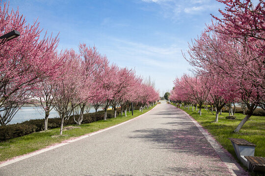 梅花大道