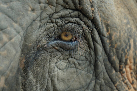 大象的眼睛