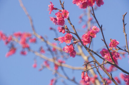 山櫻花的花朵