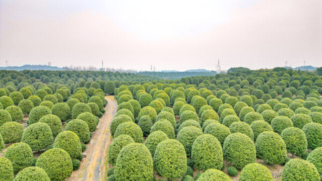 園林桂花