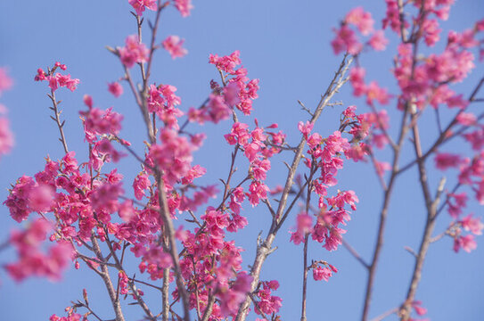 鐘花櫻桃花朵花枝