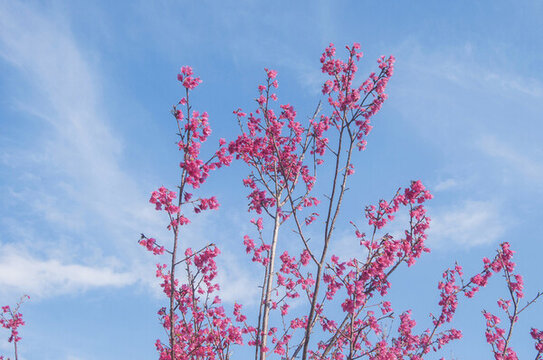 鐘花櫻桃花卉