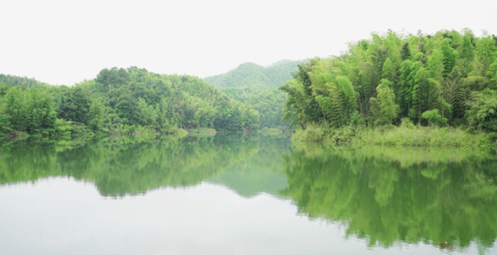 竹海風(fēng)景
