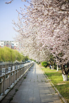 實拍櫻花樹林風景