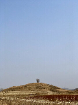 山崗上的小樹(shù)