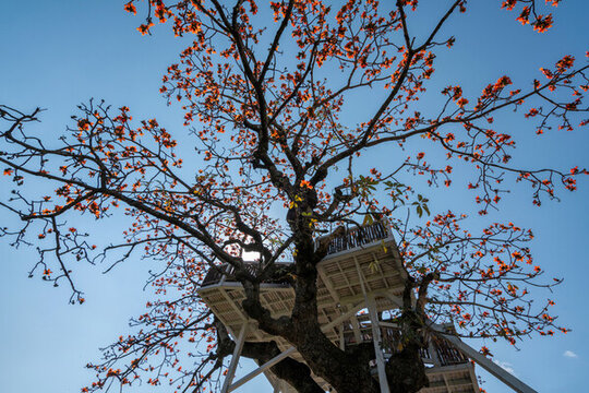 木棉花觀景臺(tái)