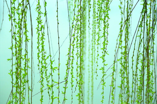 柳樹(shù)枝葉