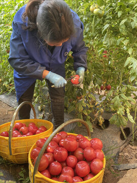 水果西紅柿普羅旺斯
