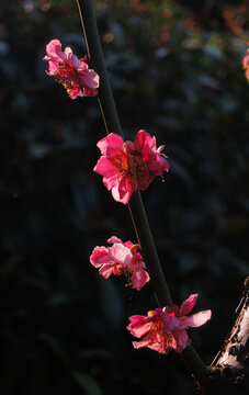 鮮花