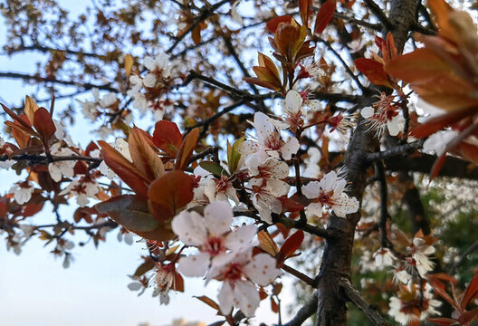 櫻花