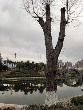 冬天的大樹(shù)