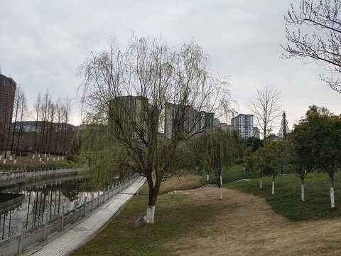 公園里的柳樹(shù)